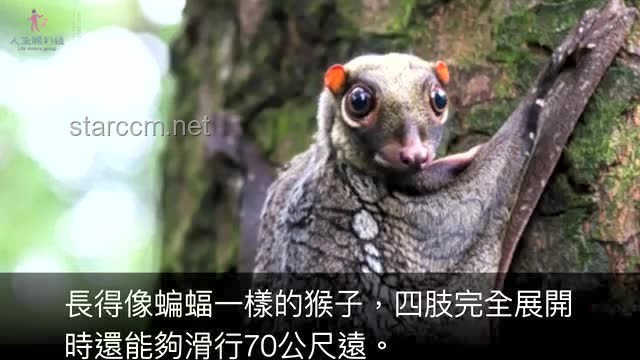 老猫猴子进村！——乡村数字化转型行业深度洞察