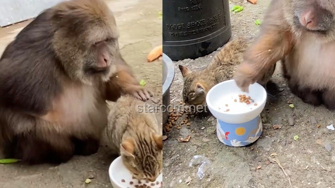 老猫猴子进村！——乡村数字化转型行业深度洞察